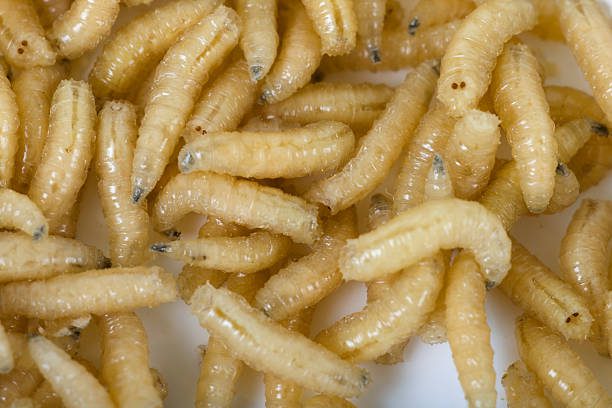 Are Maggots Attracted to Water?