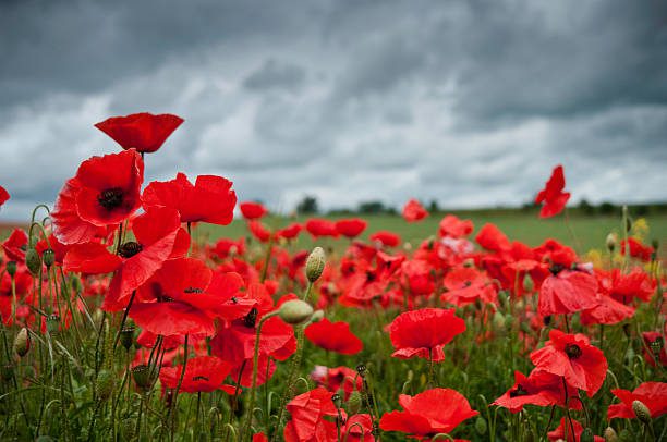 Are Poppies Poisonous to Touch?