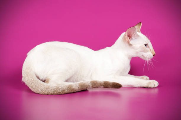 Lilac Pointed Siamese Cat [Behaviour, Health and Cost]
