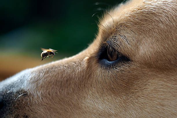 How to Identify Tick Bites on Dogs