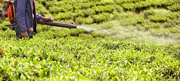 Why has DDT Considered a Good and Effective Insecticide?