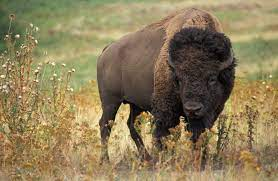Are Bison Still Alive?