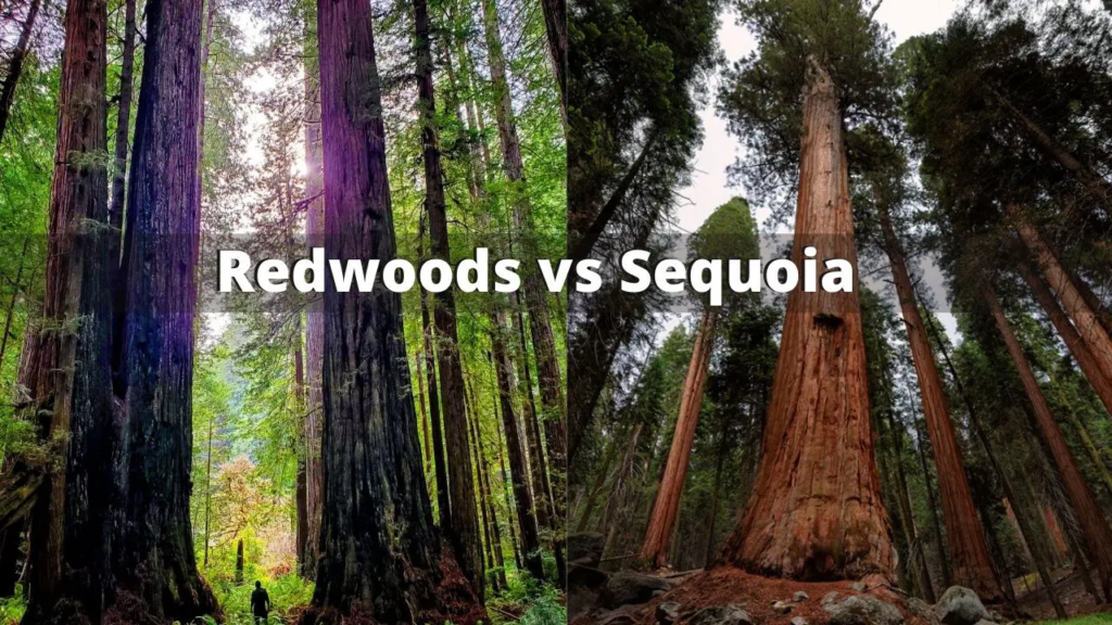 Are Sequoias or Redwoods Bigger? A Comprehensive Comparison