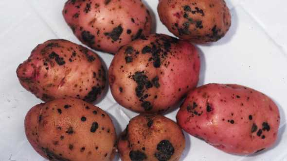 Can You Eat Potatoes with Black Scurf?