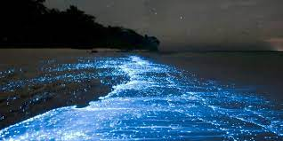 Is Bioluminescence Harmful to Humans?