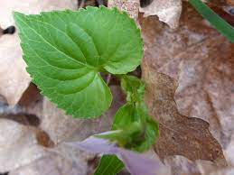 What Does Cordate Leaf Mean?