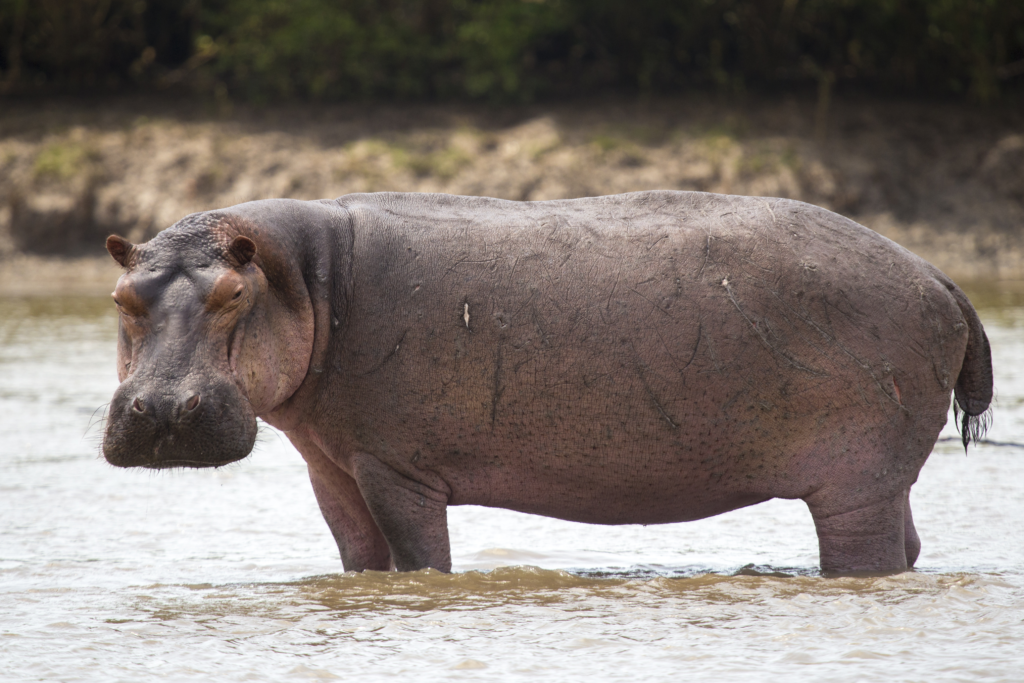 What Does "Hippopotamus" Mean? A Comprehensive Look at the Origin and Significance of the Name