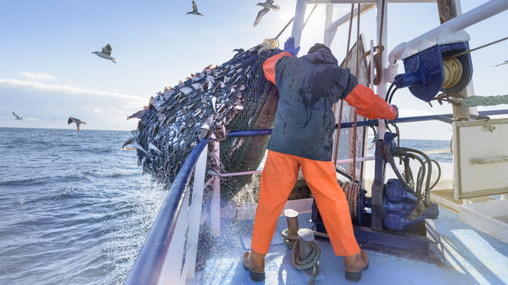What Fish Do Trawlers Catch?