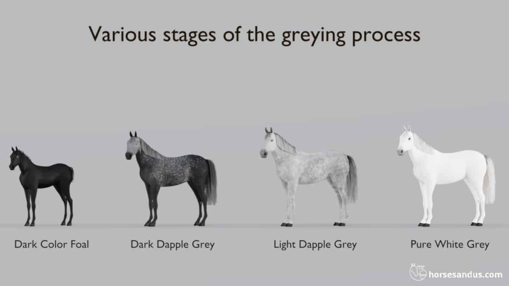 Do Dapple Gray Horses Turn White?
