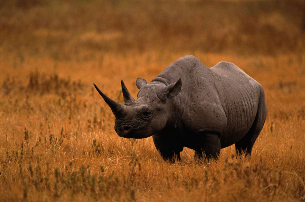 Why Are Javan Rhinos Going Extinct?