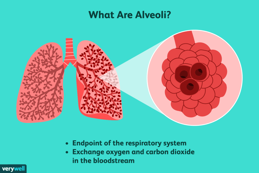 What Happens to Alveolar Pressure During Expiration?
