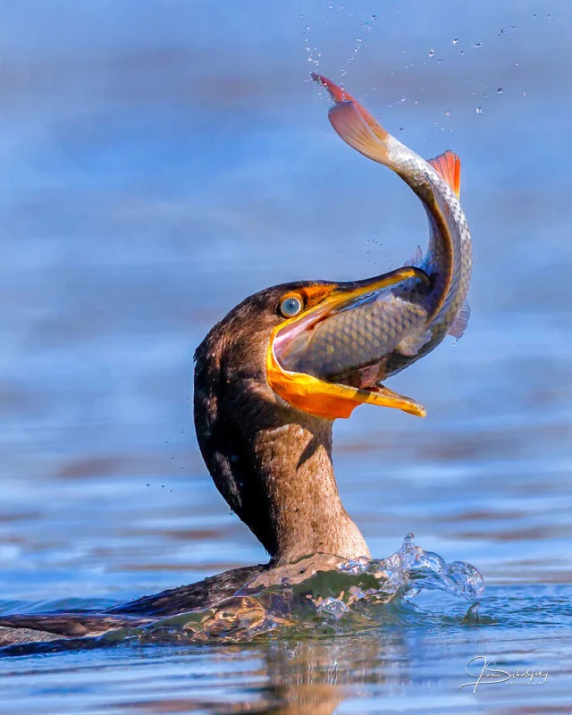 How Do Cormorants Catch Fish?