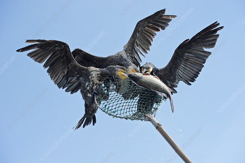 How Do Cormorants Catch Fish?