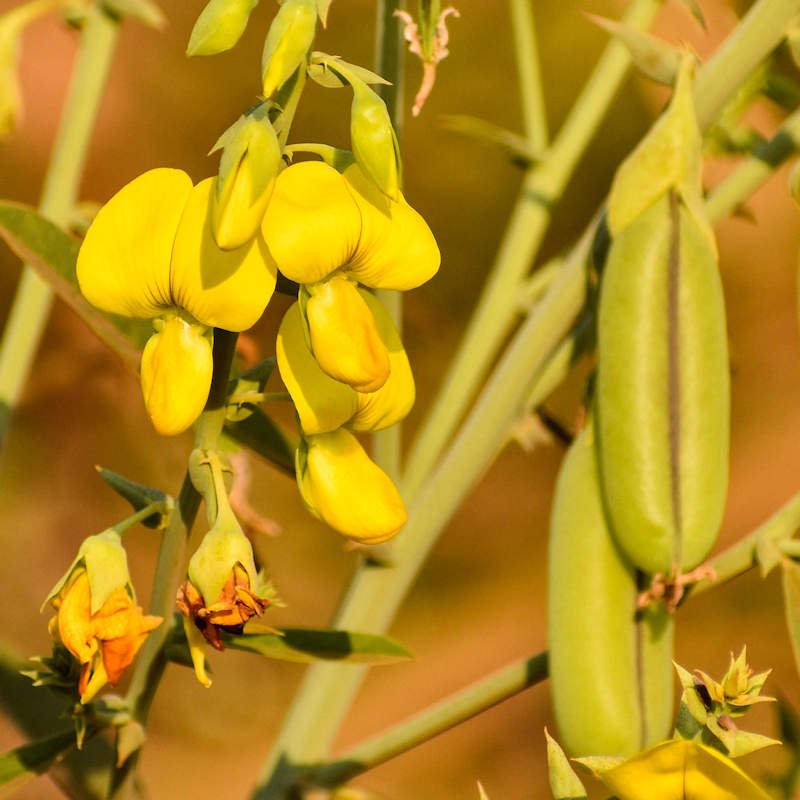 How to Plant Crotalaria Seeds?