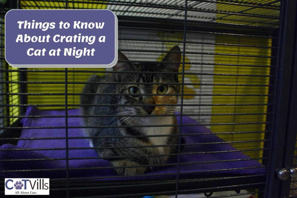 Should Cats Have Crates?