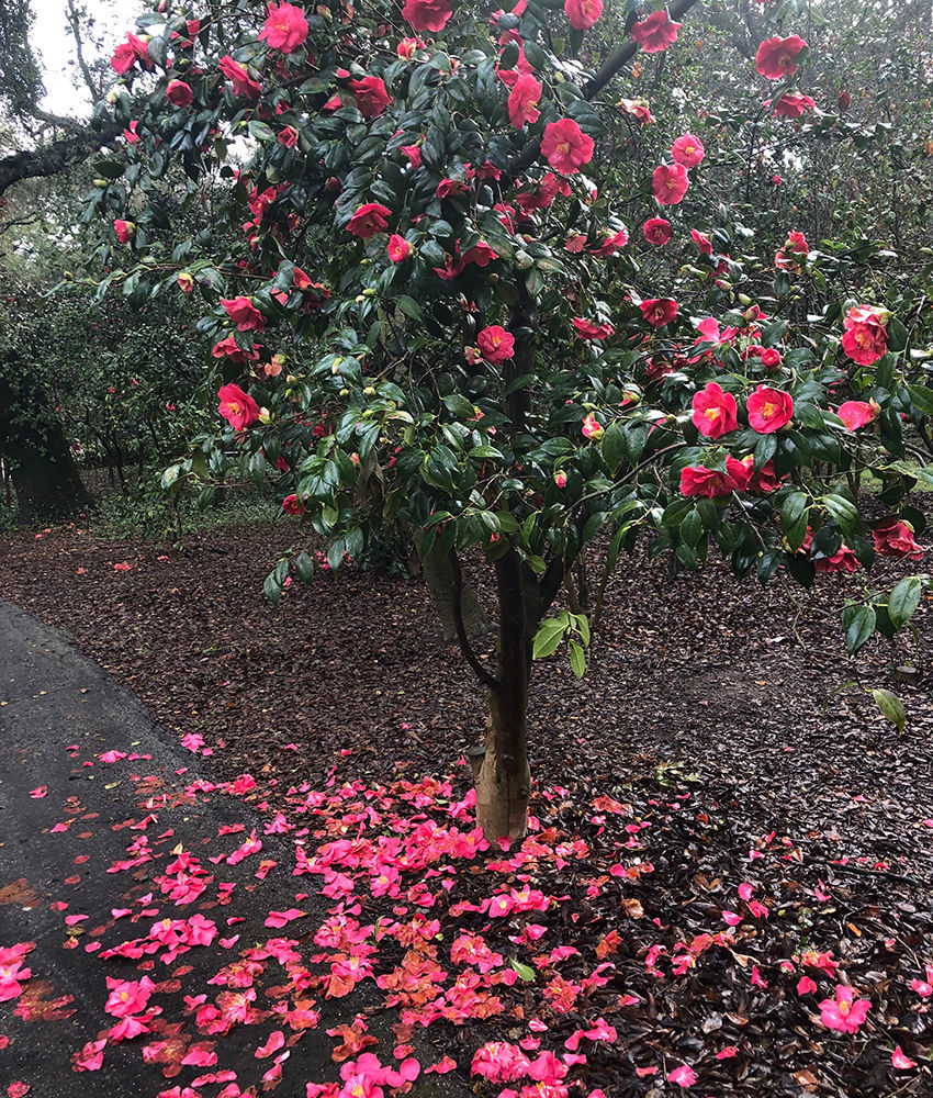 Is It Too Late to Prune Camellias?