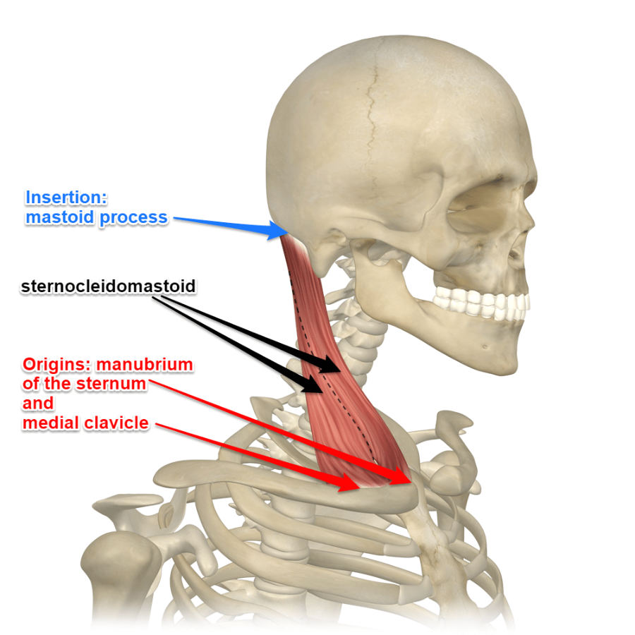 What Does the Sternocleidomastoid Muscle Do?