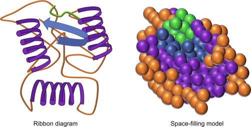 What is a Globular Protein? An In-Depth Look at these Spherical Proteins