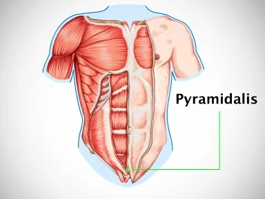 Where Is the Pyramidalis Muscle? An In-Depth Look at this Small Abdominal Muscle