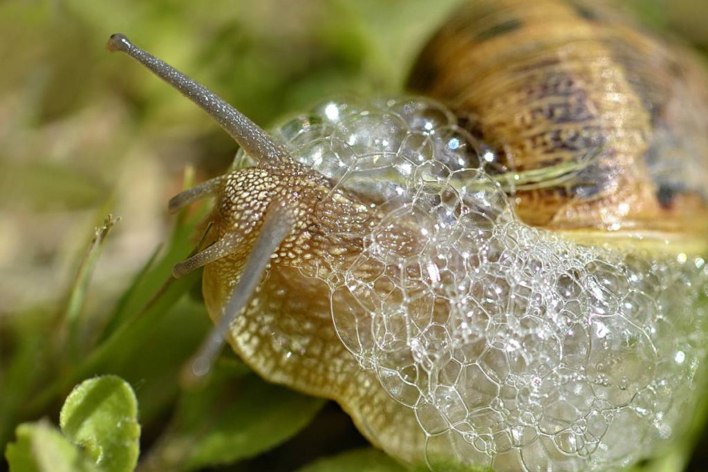 Why Do Snails Bubble?