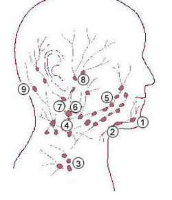 Where Are the Retropharyngeal Lymph Nodes Located??