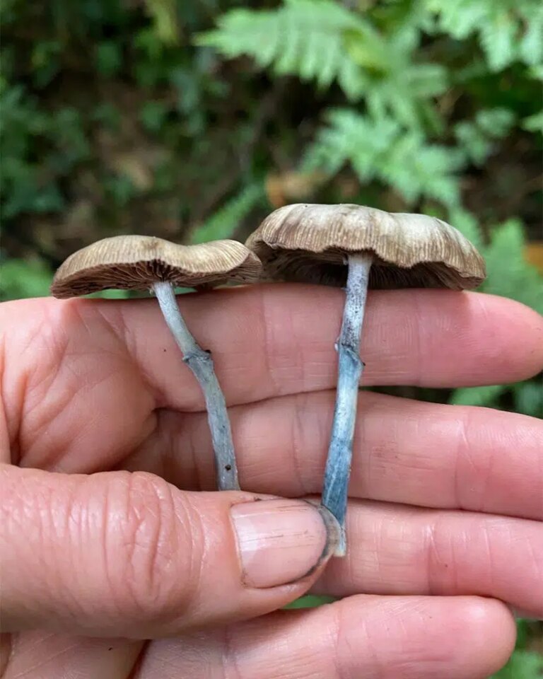 Which Mushrooms Bruise Blue?
