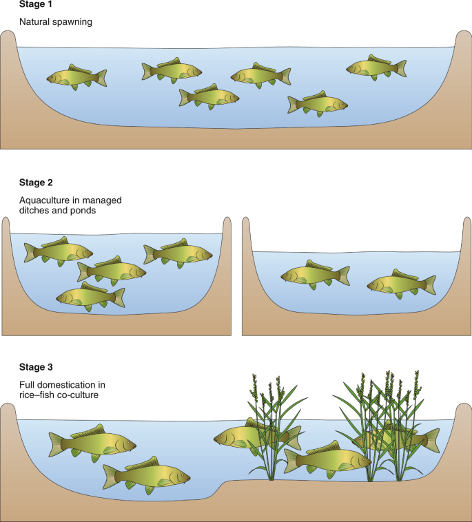 When Was Aquaculture Started? An In-Depth Look at the Origins and Evolution of Fish Farming Through the Ages